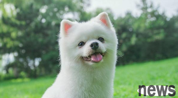 Popular Science: How to use external deworming spray for dogs and precautions