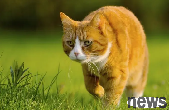 How do cats train to prey? How to train cat hunting?