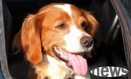 Prevention and treatment of heat stroke in dogs!