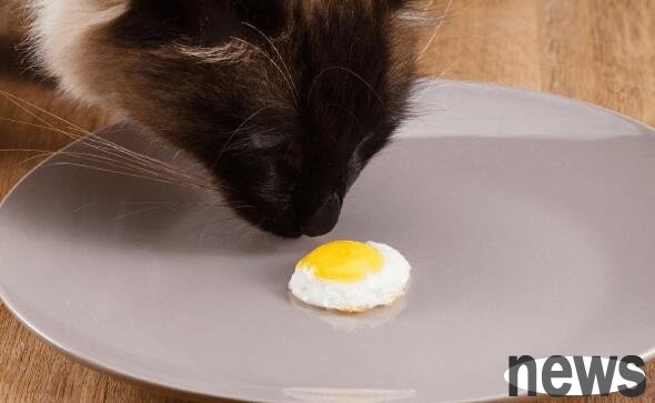 Can cats eat raw eggs? After reading it, you will know how to eat eggs for your cat