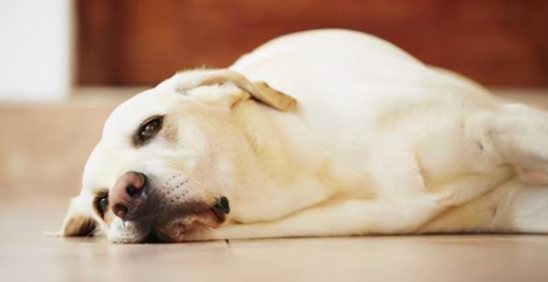 Why do dogs have blood routines when they have a cold?