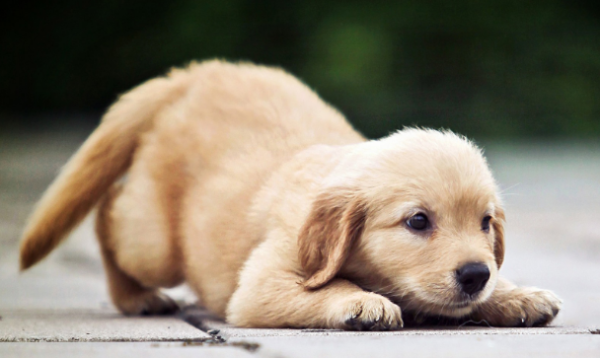 Will you not sterilize your pet because you are at risk of anesthesia?