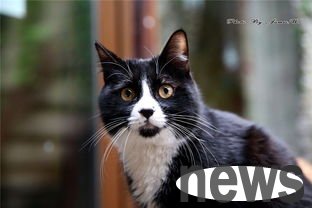 Cat slaves, please note that there are six characteristics of cats before delivery!
