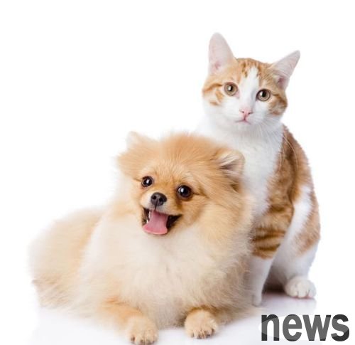 Ten common signs of cats and dogs getting sick!