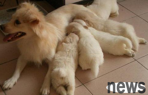 What should I do if the female dog is in a reverse position? Come and have a look