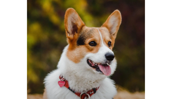 What is the reason for frequent urination in dogs? What causes frequent urination of dogs