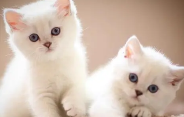What should I eat for a newly weaned kitten? How to feed newly weaned kittens?