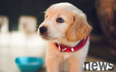 A must-see for beginners! Basic knowledge about vaccinating dogs