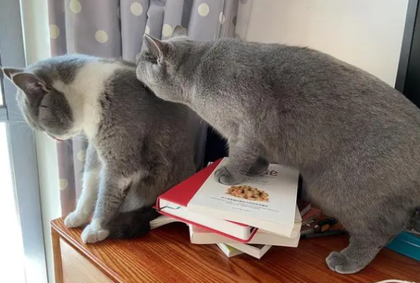 What are the symptoms of cats after stress?
