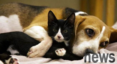 Cats and dogs may have diseases after eating chicken liver for a long time
