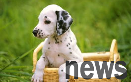 How to quickly check for abnormal walking of dogs? Come here~