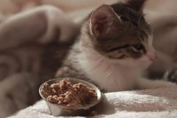 Answers to doubts, will cats go on hunger strike until they starve to death?