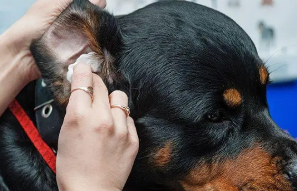 Stop using cotton swabs to clean your pet s ears!