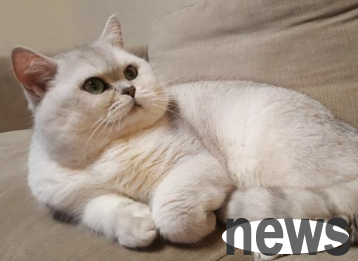 Which cat is easier to raise and not expensive