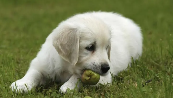 What s going on with Canine Urinary Tract Infection? How to treat it?