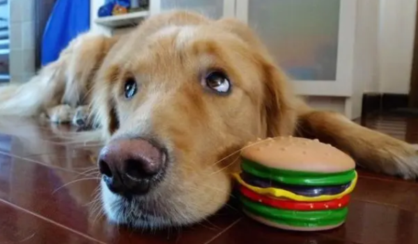 What should I do if my dog doesn’t have a good meal?