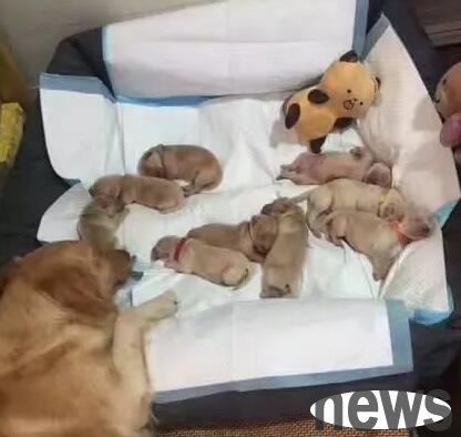 Before giving birth, the environment must be quiet