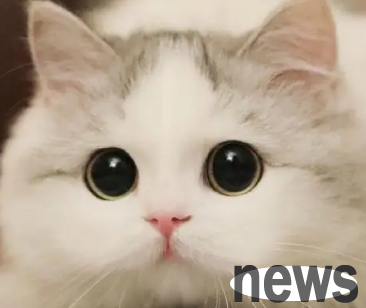 Cat raising instructions, what happens when cats vomit when they eat canned cats?