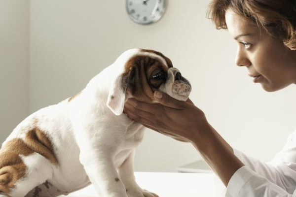 Four basic tips for caring for a sick dog
