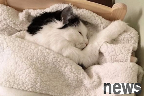 What does it mean to sleep on your owner? If you want to know, please read here