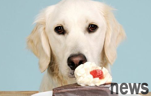 Why is chocolate harmful to dogs? What should dogs do after eating chocolate?