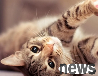 Why do cats like to smell their butts? Let me tell you in one article!