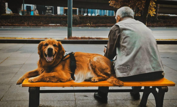 Why do dogs get rickets? What should dogs do if they get rickets