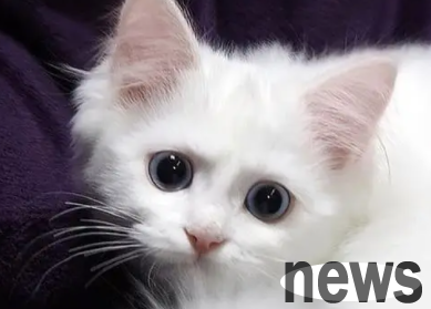 Why do cats like to sleep next to their owners? There are these reasons...