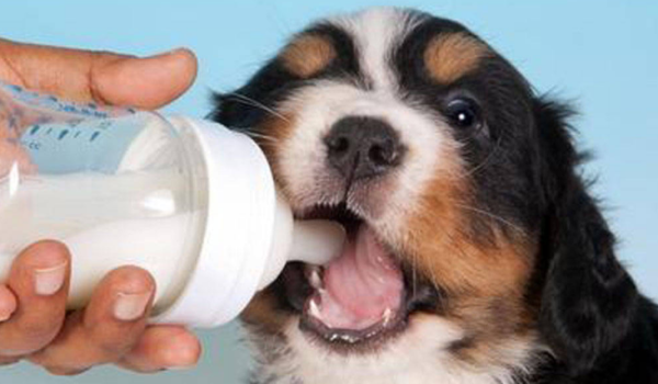 Which dogs are not suitable for drinking milk? What are the dangers of drinking milk from dogs?