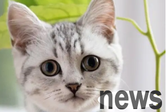 Will male cats know their children? Let s take a look at the owner