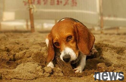Why do dogs eat dirt? How to correct dogs’ habit of eating soil?