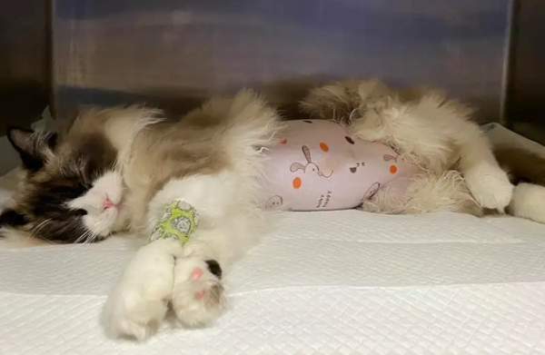 How to determine if a cat has a hernia? The master is coming to see