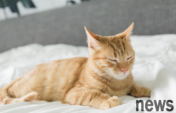 Why do cats tremble all over and scream? Feeding instructions ~