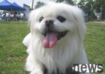These 5 kinds of Chinese pastoral dogs are considered real storefronts, and each one is not inferior to foreign dogs!