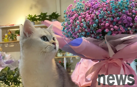 Are the stars in the sky poisonous to cats? You can learn about it here ~