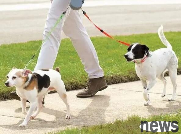 How long does it take to walk the dog to be sufficient? Listen carefully to the statements of authoritative experts!
