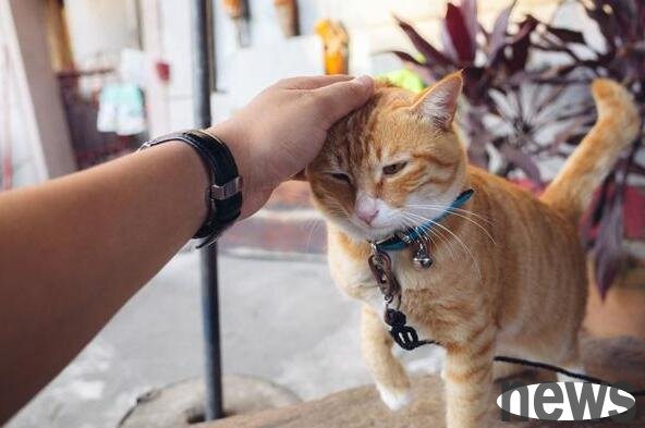 Do you know the correct way to touch a cat?