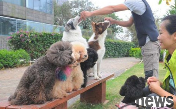 Most dogs are afraid of these 6 things, please don t threaten them.
