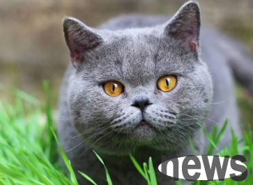 Why do cats vomit and diarrhea but feel very energetic? I ll tell you~