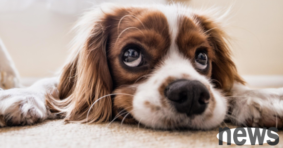 If a puppy has not been given a pre-seeding, you cannot go out and become socialized? Just use the right method