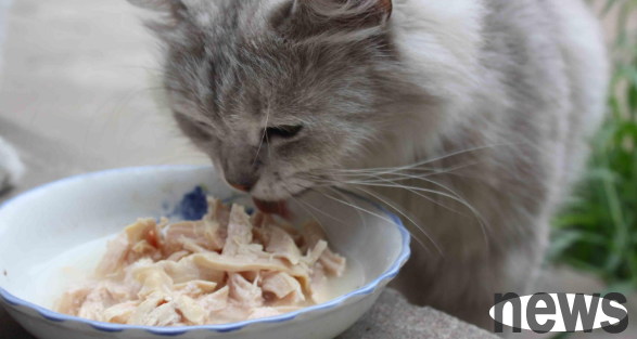 How much does a four-month-old kitten eat in a day? How to raise it correctly?