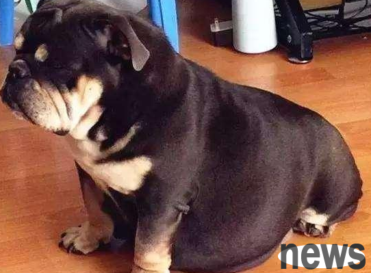The dog is pregnant, and people as owners should do these things well