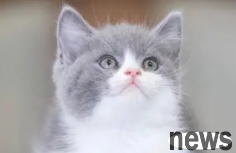 Which one is clingy, blue and white or silver gradual layer? Which one is clingy, blue and white or silver gradual layer is more clingy? Do you all know?
