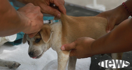 Why do dogs need three shots for vaccines? Let s take a look together