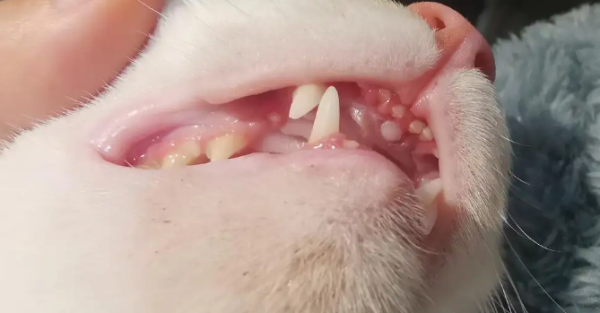 How many months does cats start to change teeth? Let me tell you the answer in one article