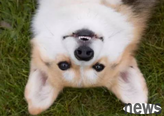 How can dog mouth ulcers heal quickly? Come and have a look~