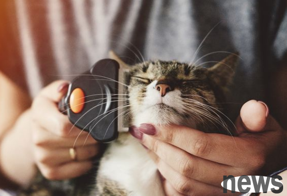 Why do we think cats are not as friendly as dogs?