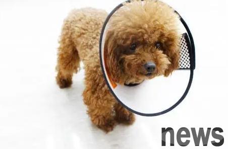 If the dog is injured, will it be cured in a few days?