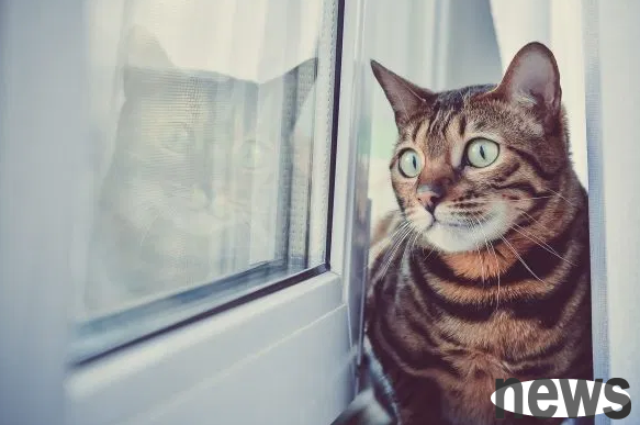 There are many benefits to raising cats! Improves social skills for children with autism
