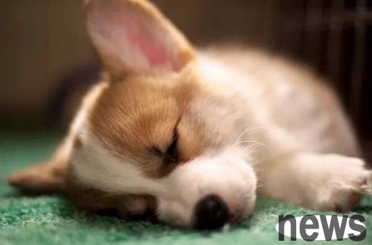 What medicine do dogs use to get diarrhea?